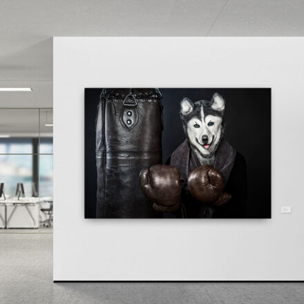 Boxing Husky