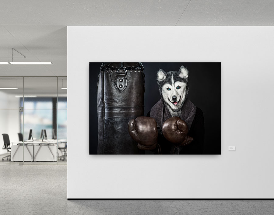 Boxing Husky