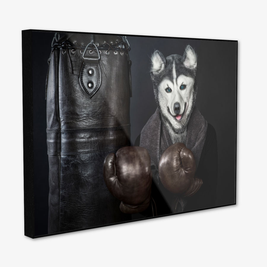 Boxing Husky – Bild 2